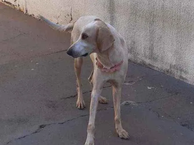 Cachorro ra a Foxhound americano idade 2 anos nome Kiara