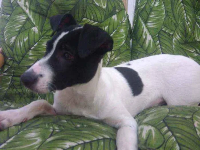 Cachorro ra a Srd idêntico ao fox paulistinh idade 2 a 6 meses nome Ozzy