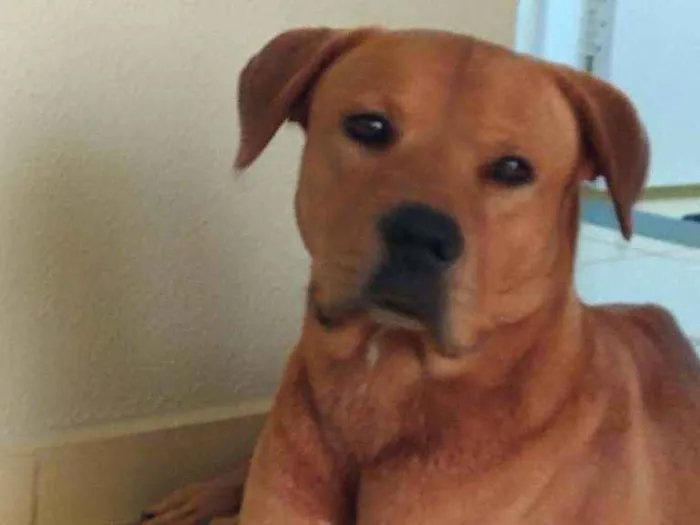Cachorro ra a indefinição  idade 3 anos nome thor