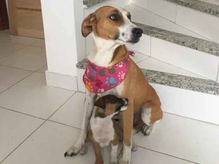 Cachorro ra a Vira lata idade 2 a 6 meses nome Vick