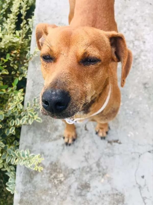 Cachorro ra a  idade 2 anos nome Chico