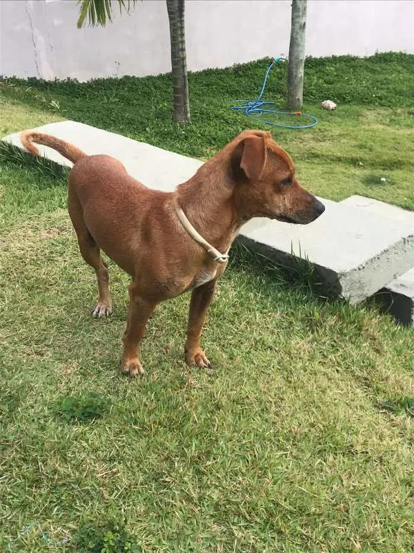 Cachorro ra a  idade 2 anos nome Chico