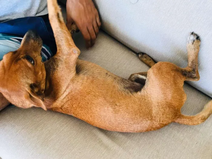 Cachorro ra a  idade 2 anos nome Chico