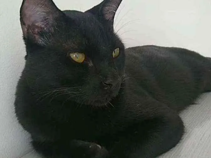 Gato ra a Vira lata idade 7 a 11 meses nome Lua