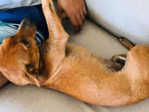 Cachorro raça  idade 2 anos nome Chico