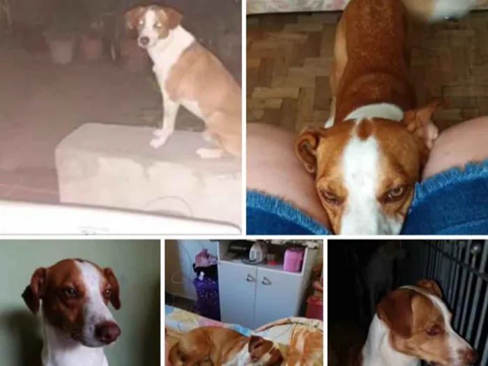 Cachorro ra a SRD idade 6 ou mais anos nome Teo