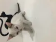 Rob