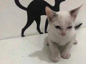 Gato raça Srd idade 2 a 6 meses nome Rob