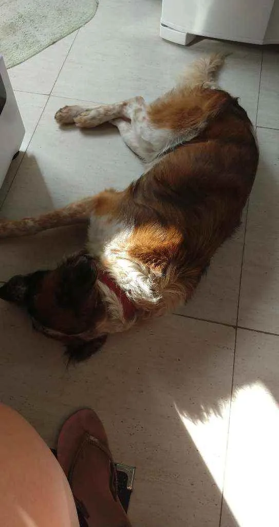 Cachorro ra a Vira Lata idade 3 anos nome Thor Antunes