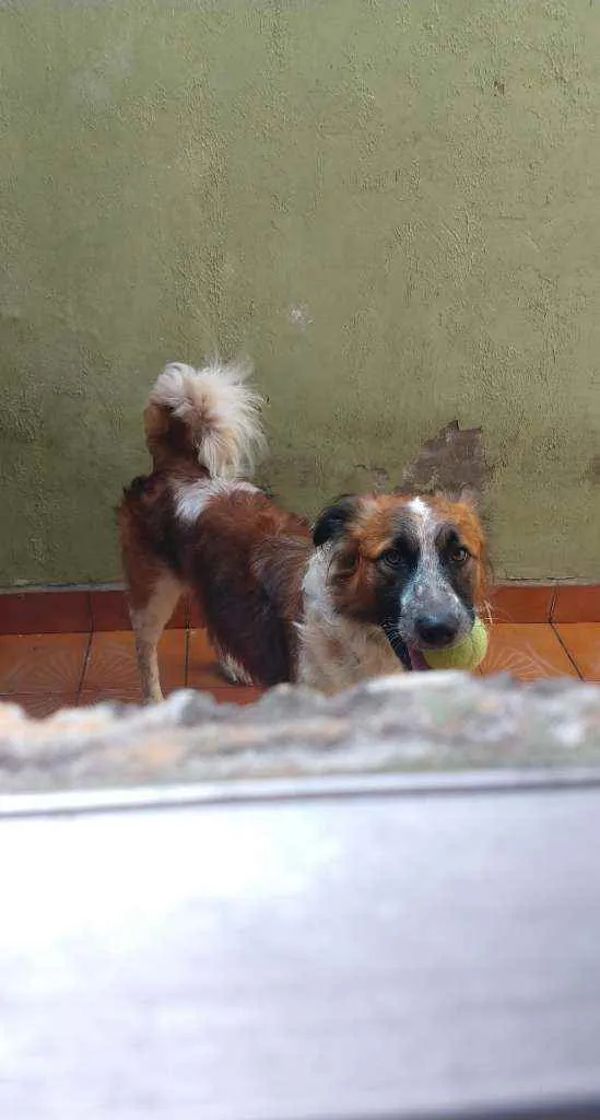 Cachorro ra a Vira Lata idade 3 anos nome Thor Antunes