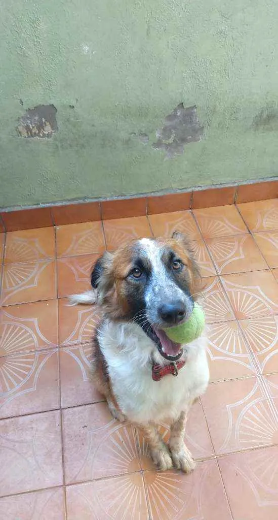 Cachorro ra a Vira Lata idade 3 anos nome Thor Antunes