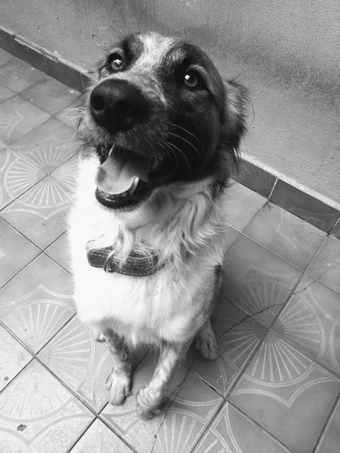 Cachorro ra a Vira Lata idade 3 anos nome Thor Antunes