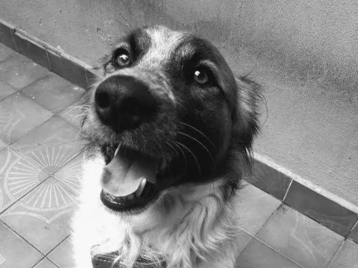 Cachorro ra a Vira Lata idade 3 anos nome Thor Antunes