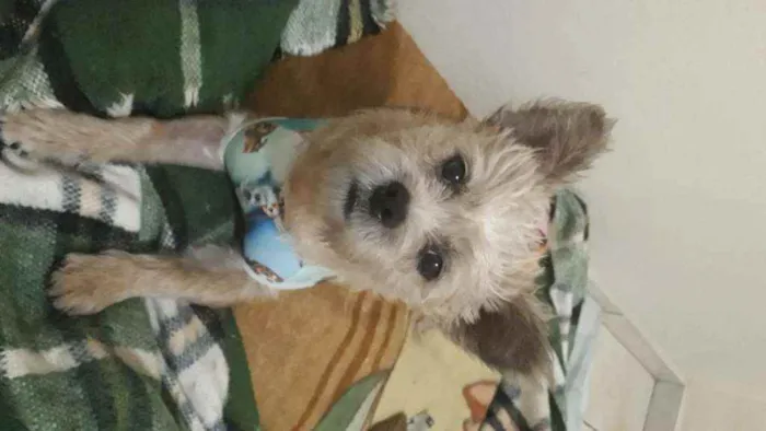 Cachorro ra a mestiça podengo com poodle idade 1 ano nome BELINHA