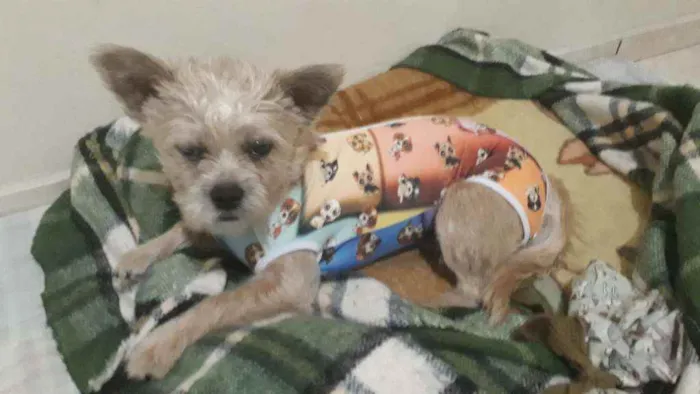 Cachorro ra a mestiça podengo com poodle idade 1 ano nome BELINHA
