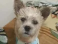 BELINHA