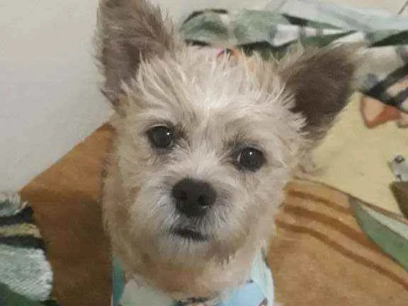 Cachorro ra a mestiça podengo com poodle idade 1 ano nome BELINHA