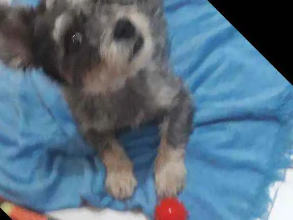 Cachorro ra a mestiça Poodle com Podengo  idade 1 ano nome KIARA 
