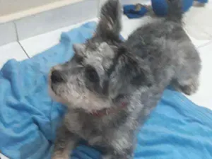 Cachorro raça mestiça Poodle com Podengo  idade 1 ano nome KIARA 