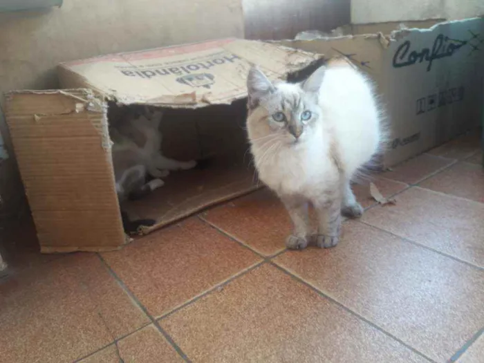 Gato ra a  idade 3 anos nome Polly