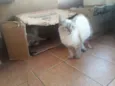 Polly