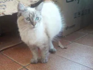 Gato raça  idade 3 anos nome Polly