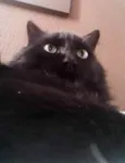 Chico