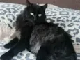 Chico