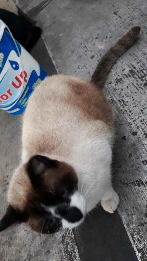 Gato ra a Mestiço de Siamês idade 2 anos nome XATRAN