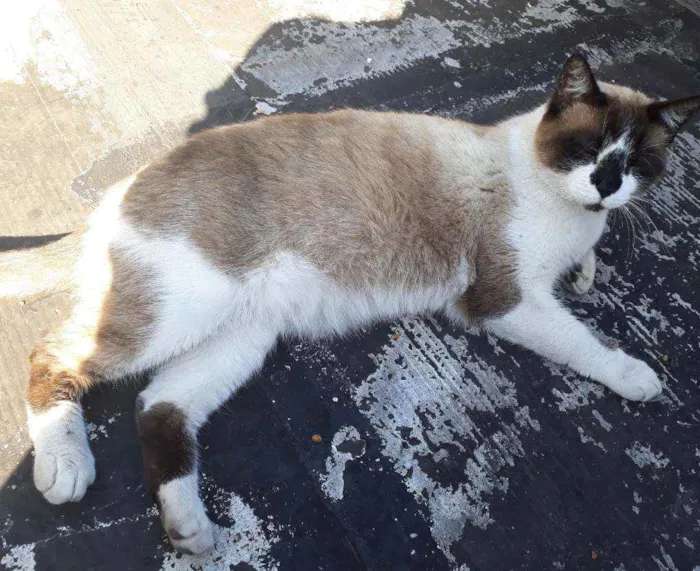 Gato ra a Mestiço de Siamês idade 2 anos nome XATRAN