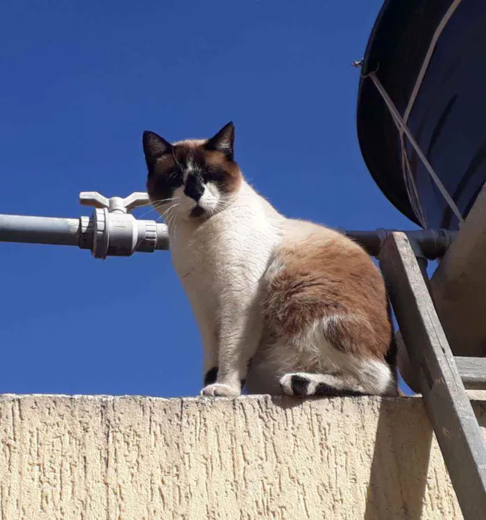 Gato ra a Mestiço de Siamês idade 2 anos nome XATRAN