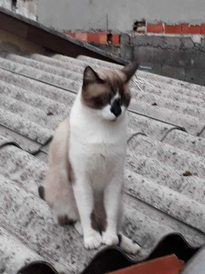 Gato ra a Mestiço de Siamês idade 2 anos nome XATRAN