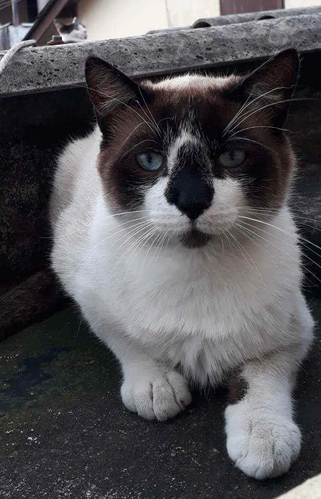 Gato ra a Mestiço de Siamês idade 2 anos nome XATRAN