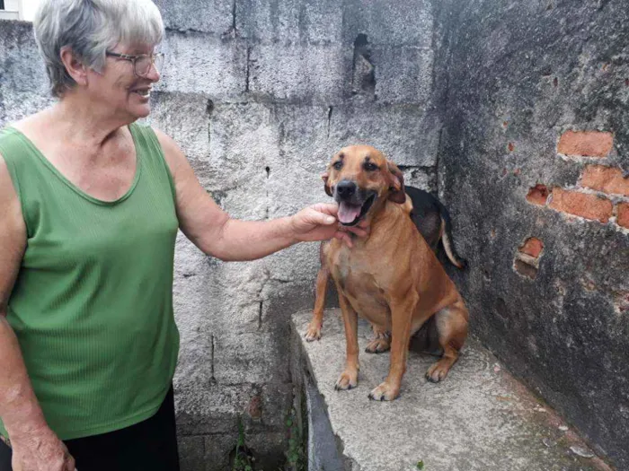 Cachorro ra a SRD idade 3 anos nome TED