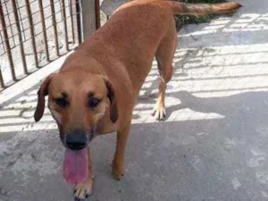 Cachorro raça SRD idade 3 anos nome TED