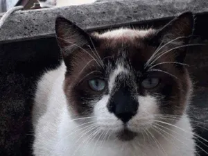 Gato raça Mestiço de Siamês idade 2 anos nome XATRAN