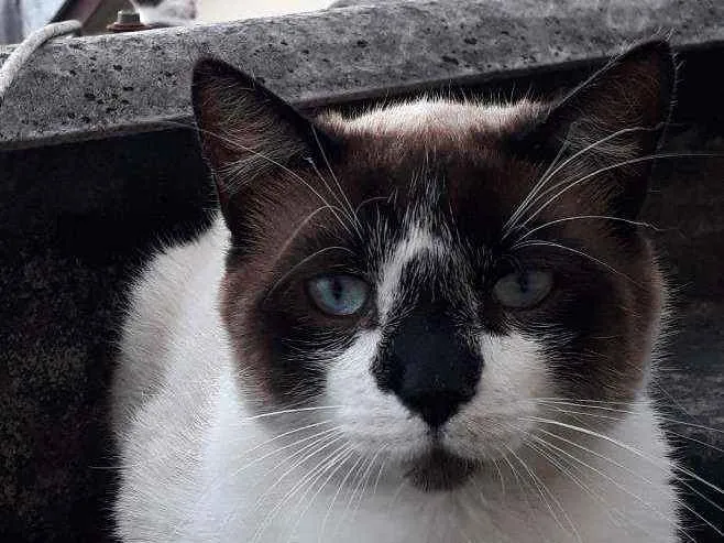 Gato ra a Mestiço de Siamês idade 2 anos nome XATRAN