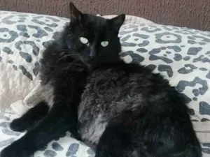 Gato raça Srd idade 2 anos nome Chico 