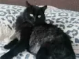 Chico