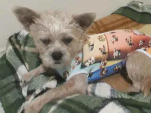 Cachorro raça mestiça podengo com poodle idade 1 ano nome BELINHA