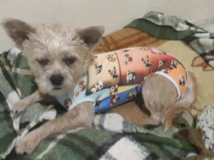 Cachorro ra a mestiça podengo com poodle idade 1 ano nome BELINHA