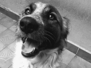 Cachorro raça Vira Lata idade 3 anos nome Thor Antunes