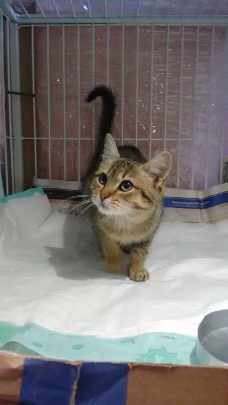Gato ra a SRD idade 2 a 6 meses nome YUMI