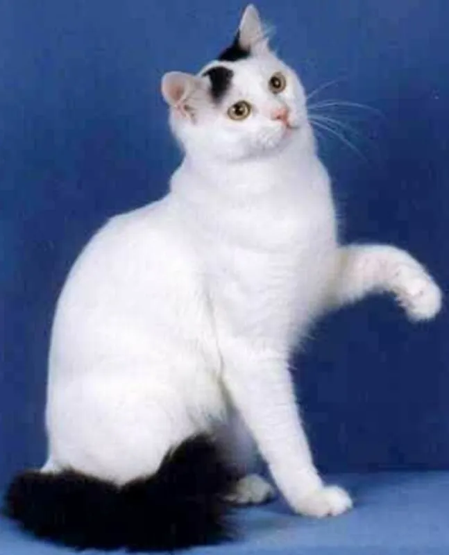 Gato ra a SRD idade 2 anos nome Nino Ratimbum
