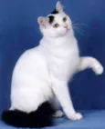 Nino Ratimbum