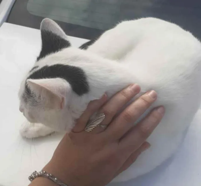 Gato ra a SRD idade 2 anos nome Nino Ratimbum
