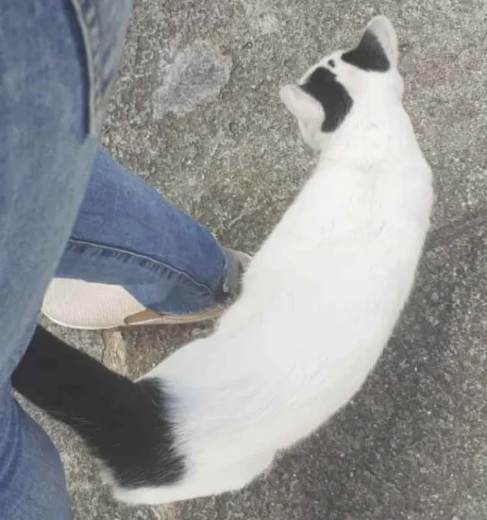 Gato ra a SRD idade 2 anos nome Nino Ratimbum