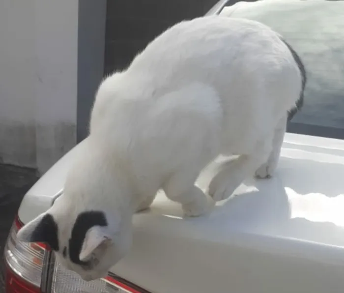 Gato ra a SRD idade 2 anos nome Nino Ratimbum