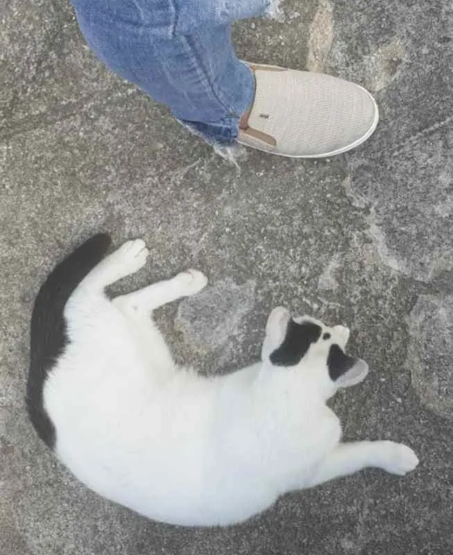 Gato ra a SRD idade 2 anos nome Nino Ratimbum
