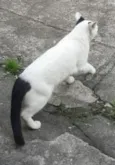 Nino Ratimbum